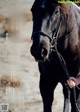 A woman is holding the reins of a black horse.